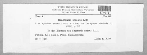 Doassansia borealis image